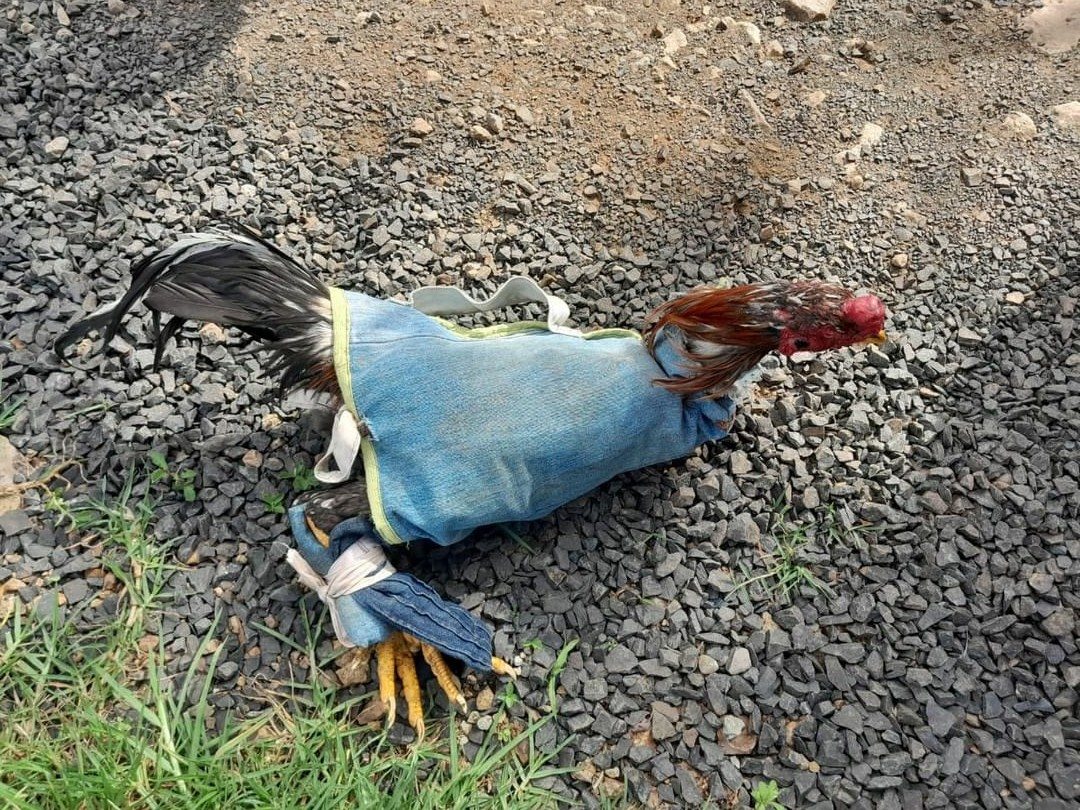 Jogos com RINHA DE GALO 